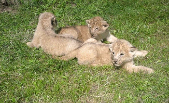 zoo2