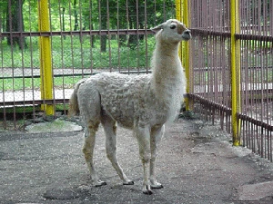zoo1